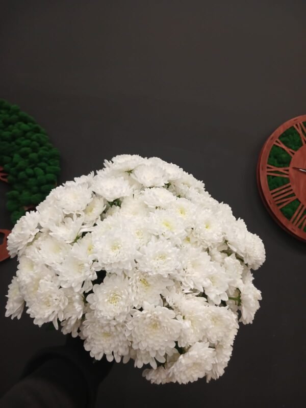 Buchet din 11 crizanteme albe - imagine 2